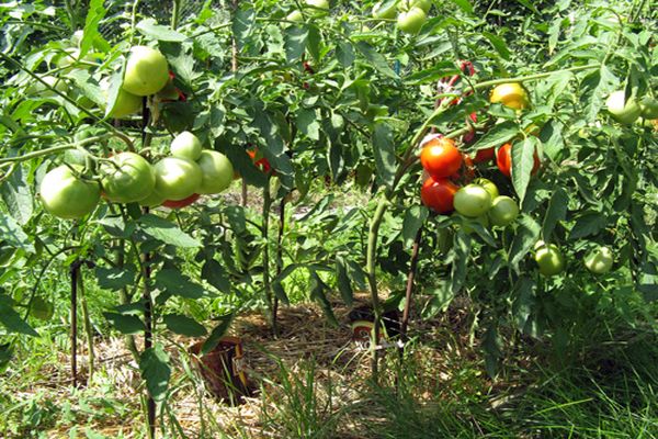 description des fruits