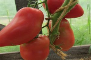 Caractéristiques et description de la variété de tomate Grushovka, son rendement