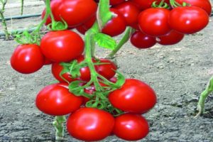 Description de la variété de tomate Richie et ses caractéristiques