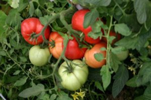 Comment planter et faire pousser des tomates sans arrosage