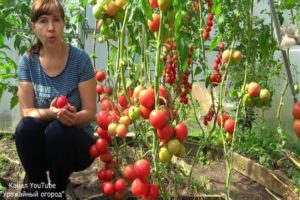 Conseils de Tatiana pour récolter les tomates, quand et comment semer des tomates