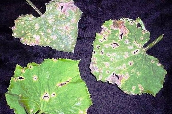 tracheomykotisches Welken