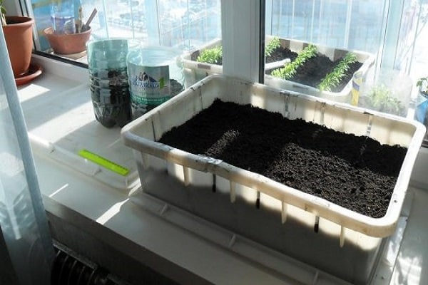 planter à la maison