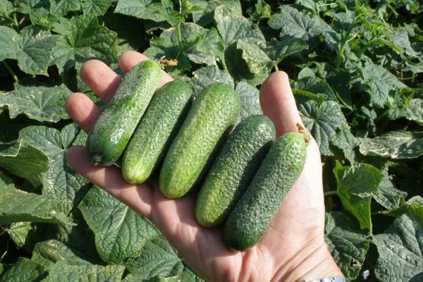 claudia cucumbers in hand