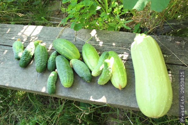 concombres et courgettes sur un banc