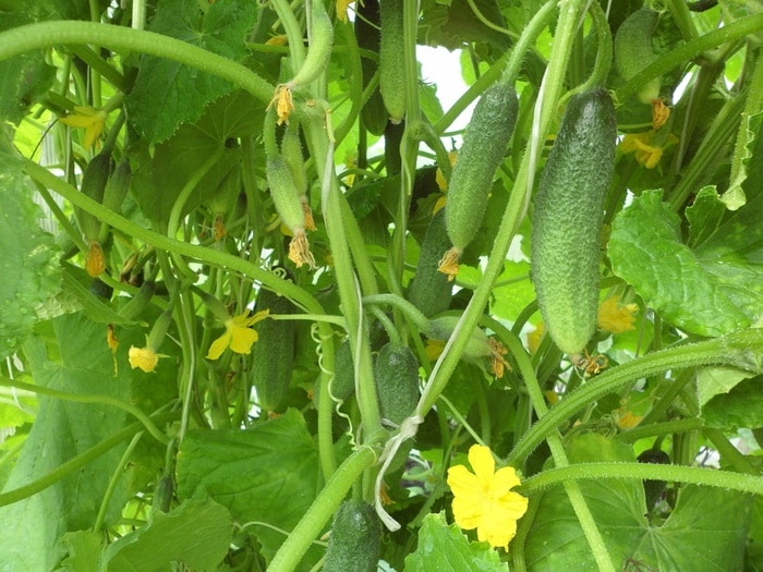 Gurkenbüsche Akkordeon