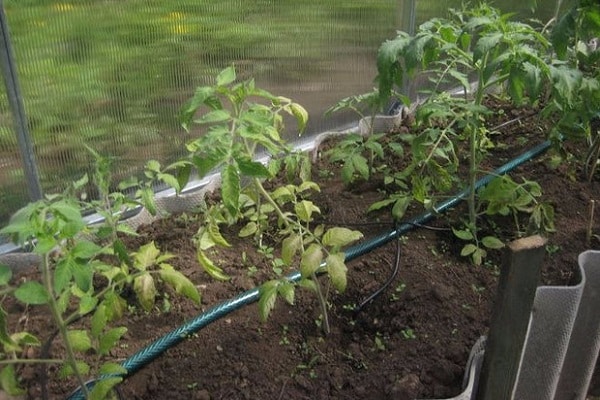 dans les régions du nord