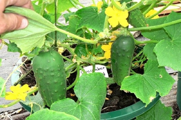 bee-pollinated cucumbers