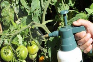 Mieux vaut traiter les tomates de l'oïdium