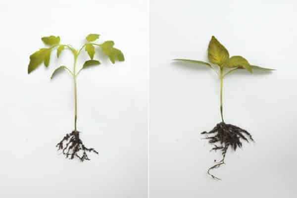 ernsthafte Krankheit