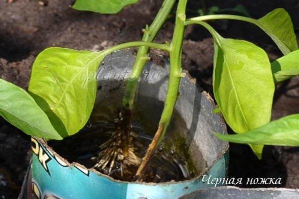 unsachgemäße Pflege