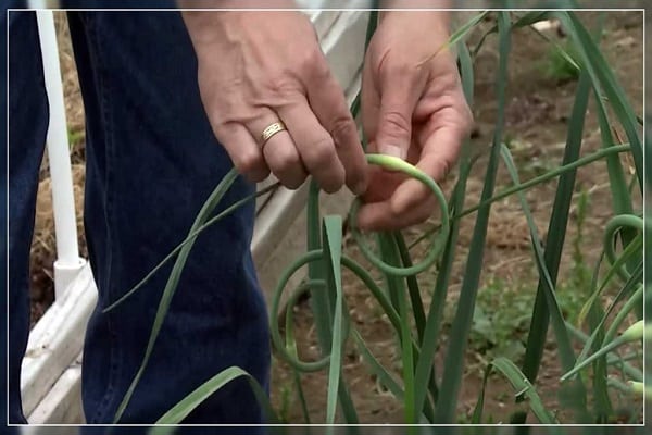méthodes de bandage