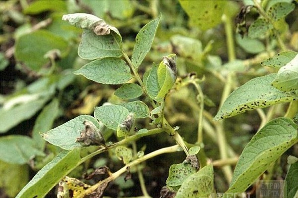 champignon est apparu