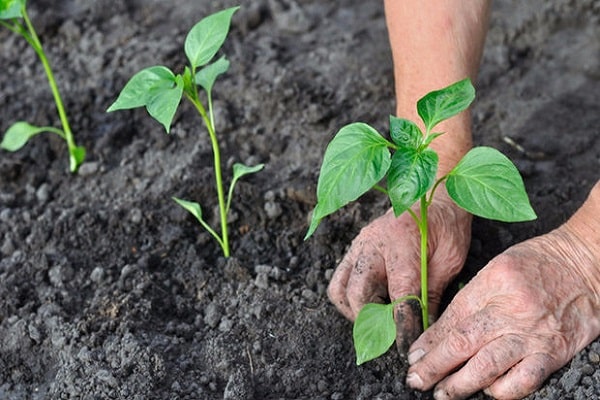 période végétative