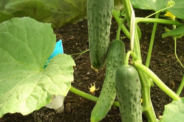 schattentolerante Gurken