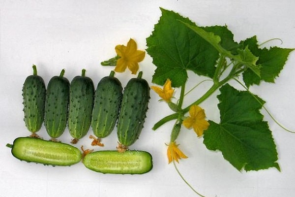 Kultivierungsmerkmale