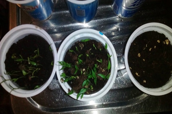 Gurken in kochendem Wasser