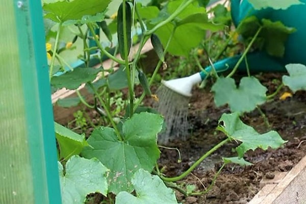 Stufen der Entwicklung