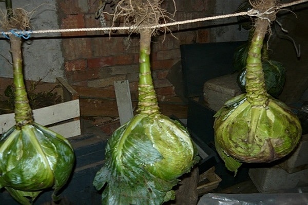 mother liquors for wintering