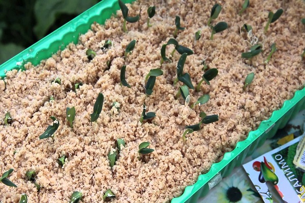 germant dans la sciure de bois