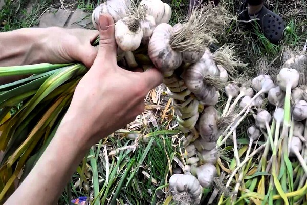 Knoblauch in einem Zopf