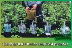 Irrigation goutte à goutte de bricolage pour les tomates à partir de bouteilles en plastique