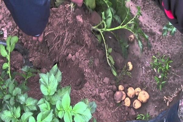 peu exigeant pour l'arrosage