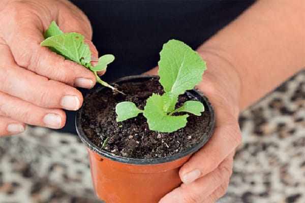 conteneurs de germination