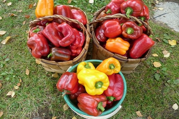 transformation en sauces