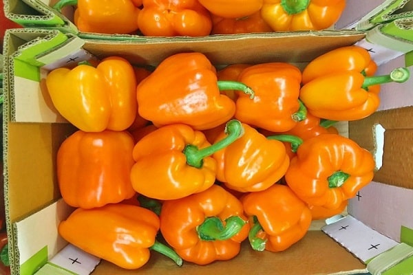 cuboïde à paroi épaisse