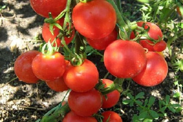 für den Anbau im Freien