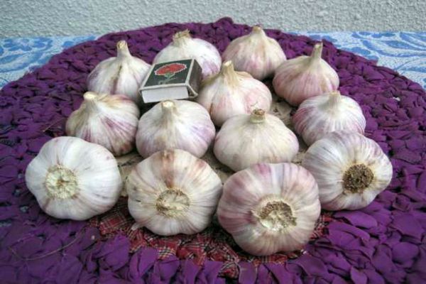 Knoblauch auf dem Teppich