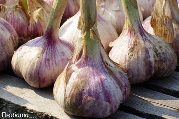 Knoblauch Lyubasha