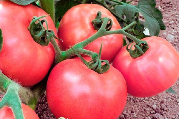 variétés de framboises