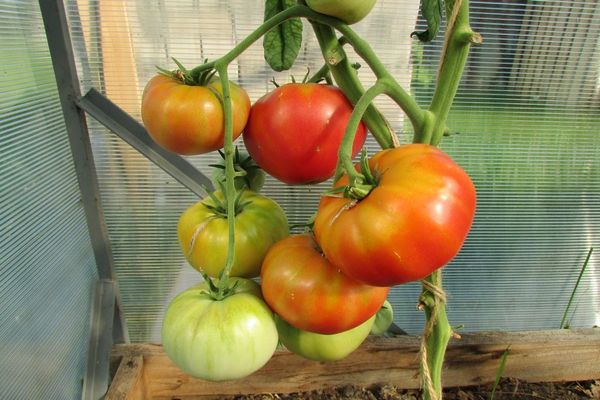 tomates dans la serre