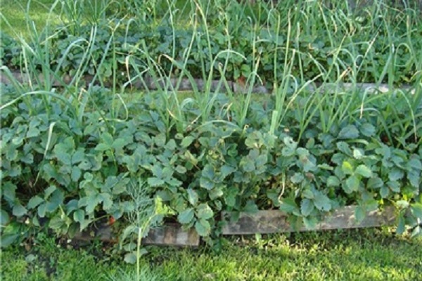 von Knollen abgesondert