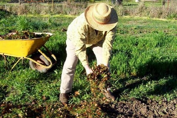 gefolgt von Erdbeeren