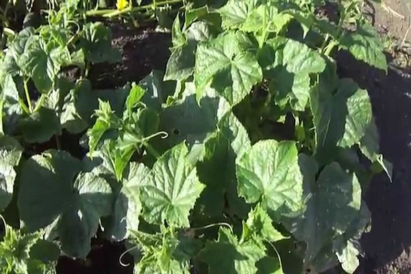 Kneifen Sie den Busch