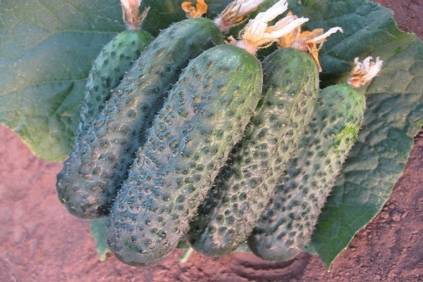 Geschmacksqualitäten