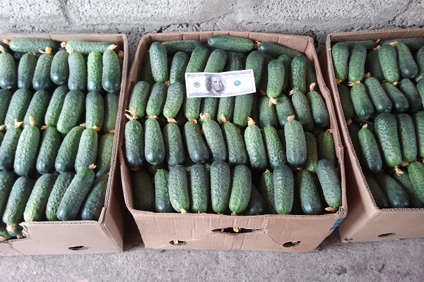 Vielseitigkeit im Einsatz