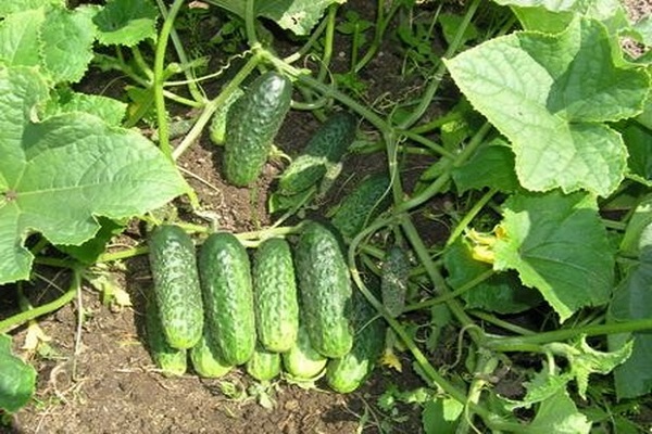 parthenokarpischer Typ