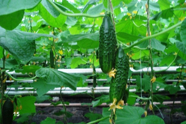 variety of varieties