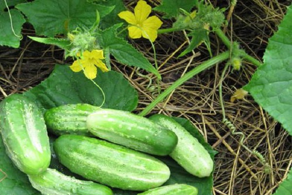 les cultures agricoles