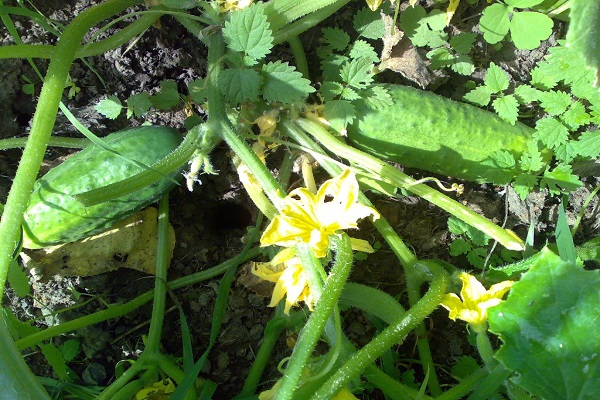 les buissons portent