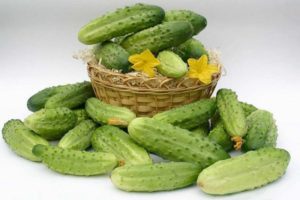 What varieties of cucumbers for open ground are best planted in the Moscow region