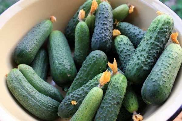 short-fruited cucumbers