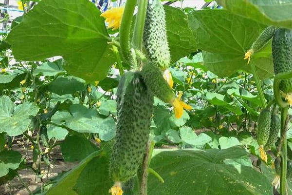  frühe Reife der Früchte