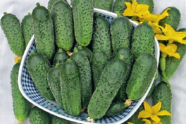 ultra frühe Periode