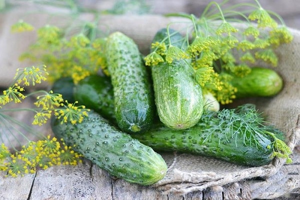 Dill und Gurken