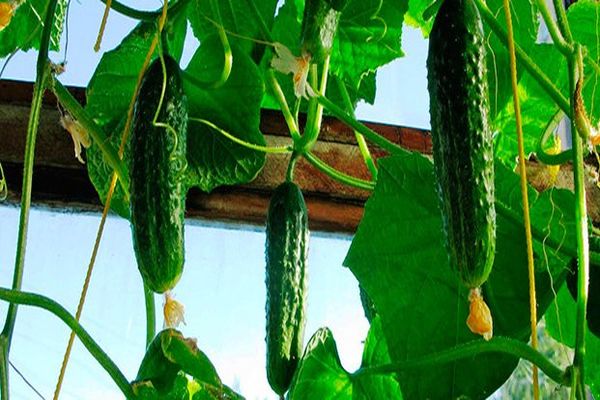 concombres dans la serre